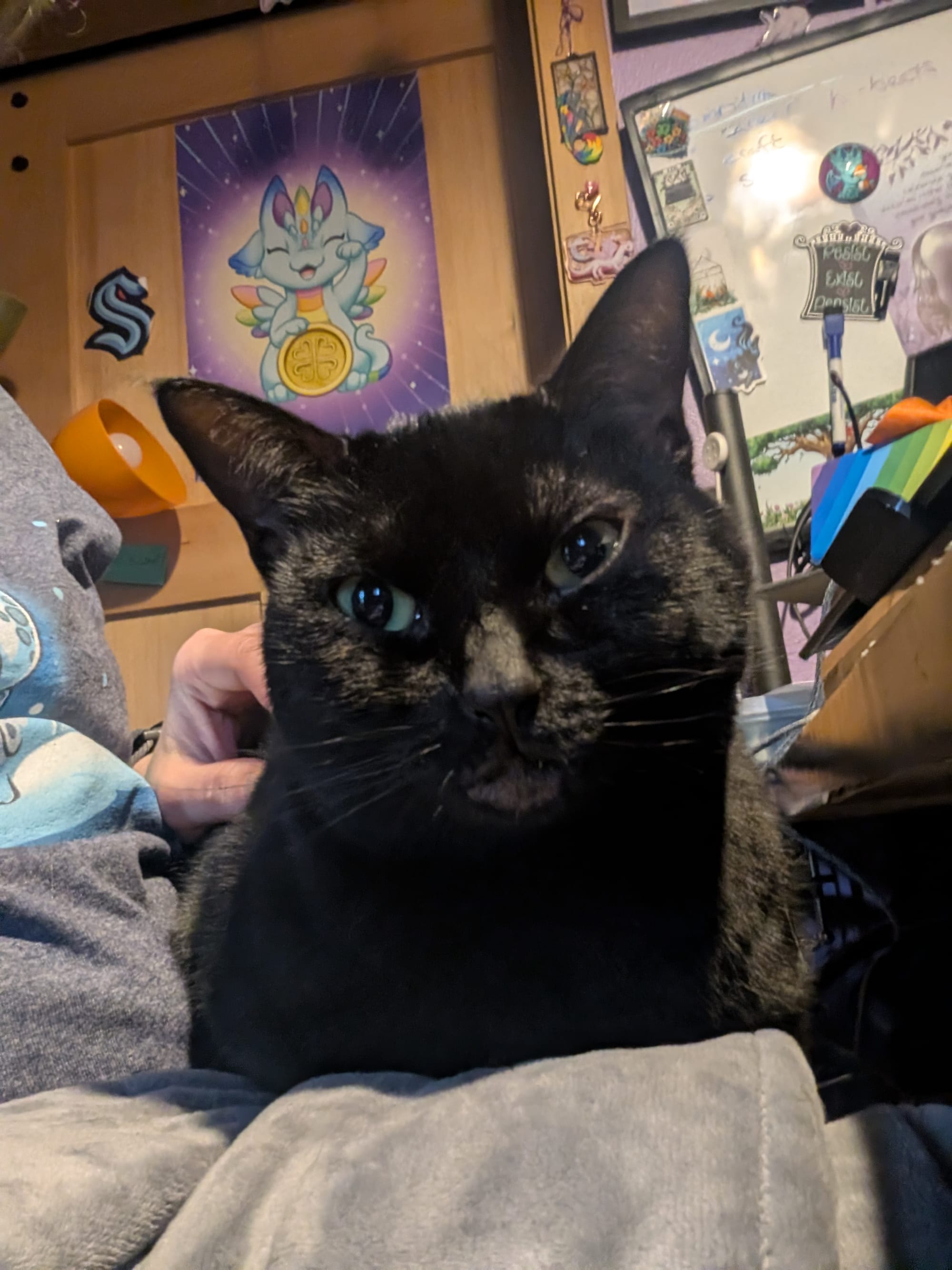 Novi, a short-haired black cat, peers at the camera from her beloved human's lap