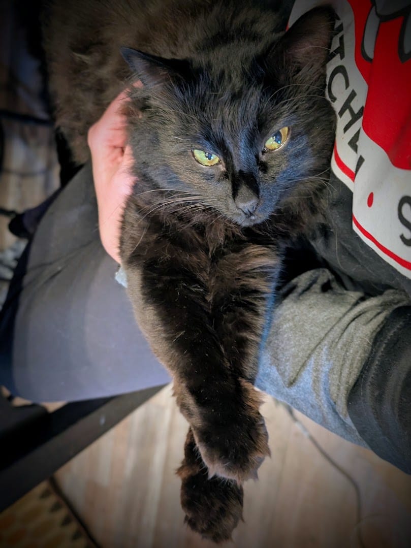 Talvi, a long-haired black cat, drapes across his beloved human's arm even though they are trying to get work done